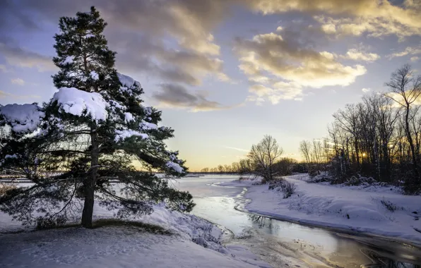 Snow, river, tree