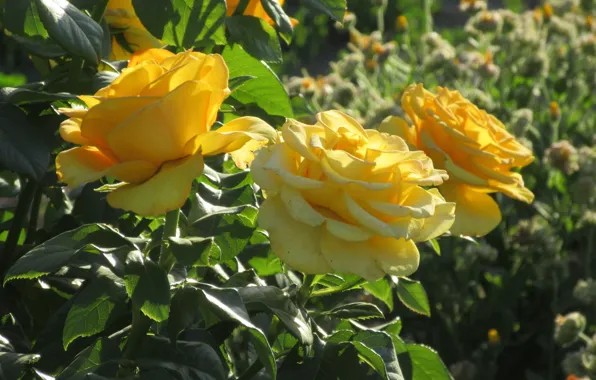 Bush, Roses, Flowerbed, Meduzanol ©, Yellow roses, Summer 2018