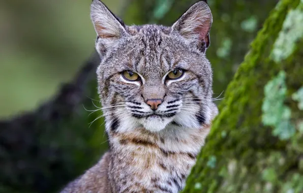 Picture look, face, moss, lynx, wild cat