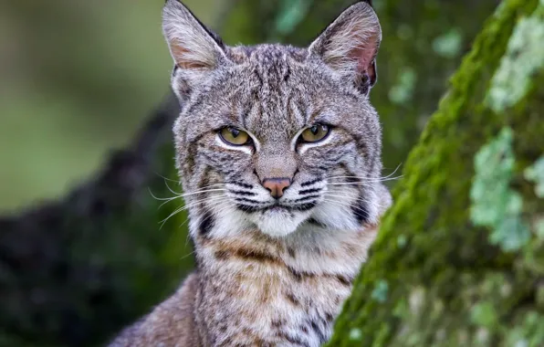 Wallpaper Look Face Portrait Profile Lynx Wild Cat For Mobile And