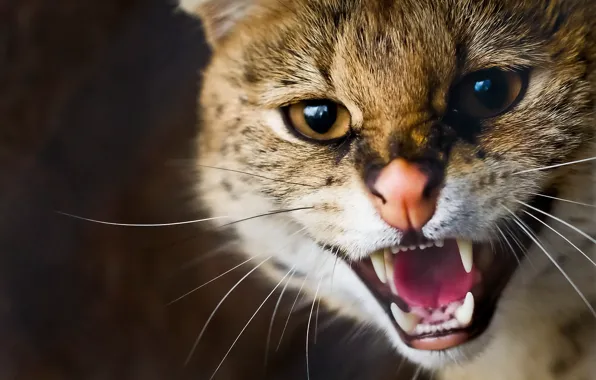 Mustache, face, grin, wild cat, Serval