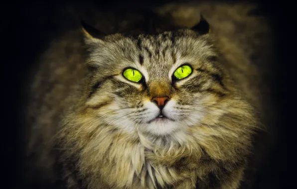 Green eyes, looking up, Siberian cat