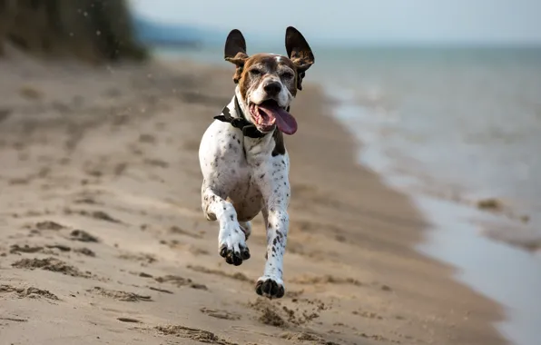 Look, each, dog, running