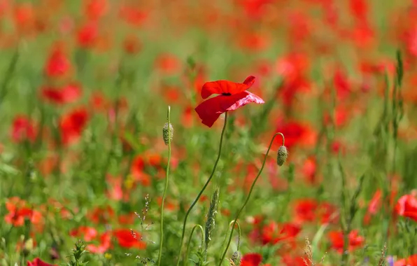 Flower, flowers, Mac, Maki, meadow, red, a lot, bokeh