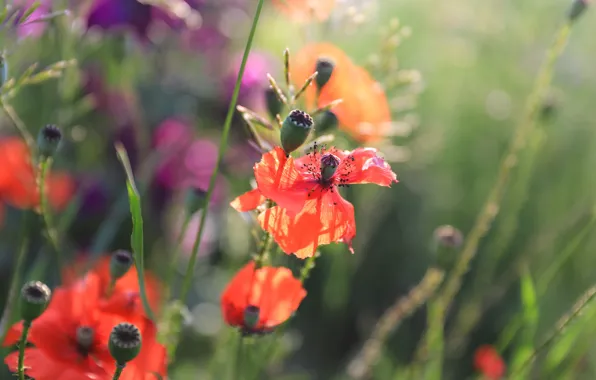 Field, grass, flowers, red, glade, Mac, Maki, blur