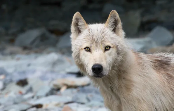 White, wolf, portrait, polar