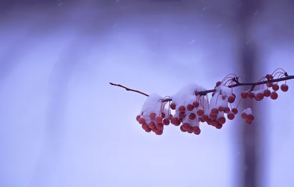 Winter, snow, branches, berries, fruit