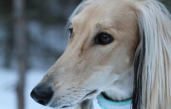 Picture look, face, the Afghan hound