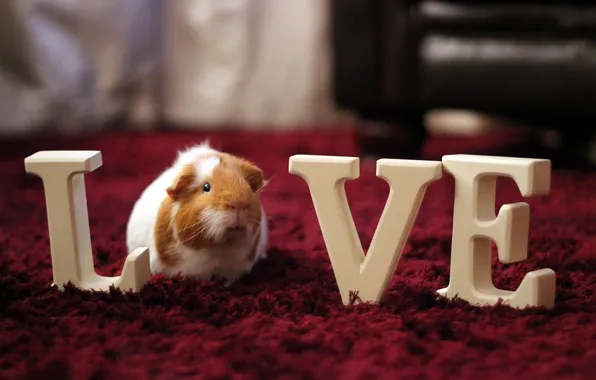Picture love, pet, guineapig