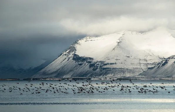 Winter, birds, Iceland, in flight