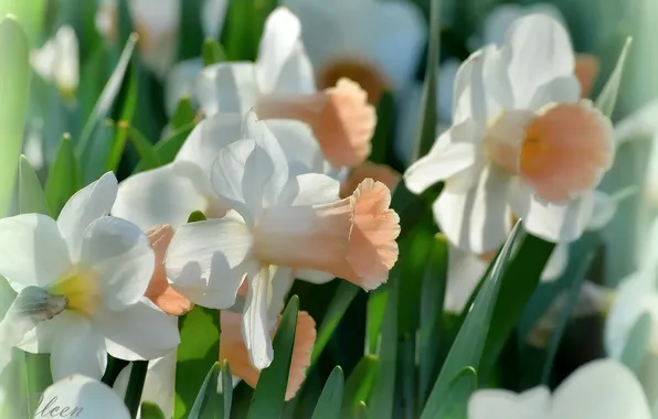 Picture macro, spring, daffodils