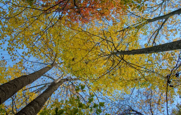 Picture autumn, the sky, leaves, trees, trunk