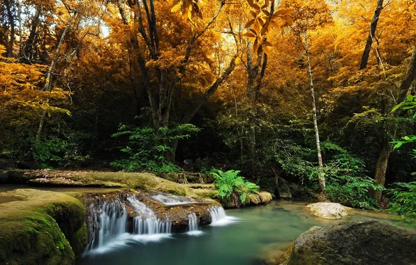 Picture autumn, forest, trees, stream, stones, waterfall, moss