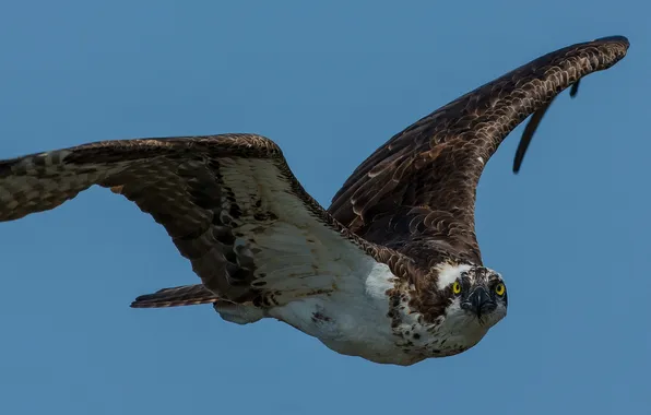 Picture flight, bird, wings, beak