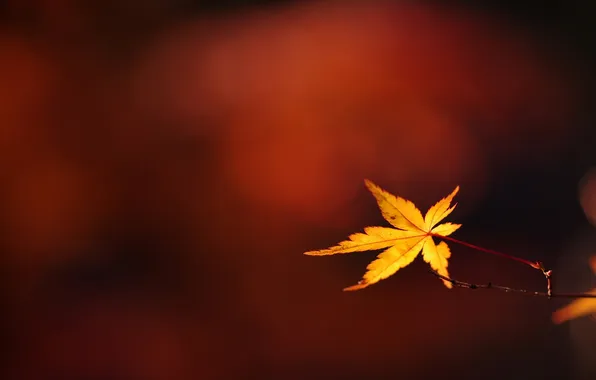 Picture autumn, macro, leaf, branch