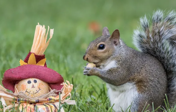 Look, glade, toy, doll, walnut, protein, hat, grey
