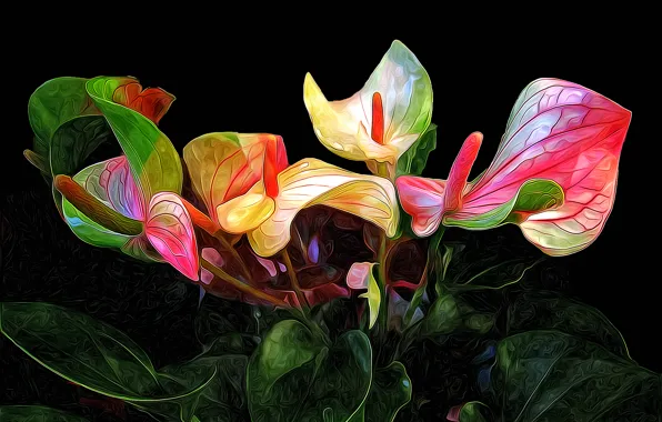 Leaves, line, flowers, background, petals, Anthurium