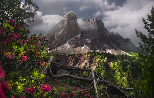 Picture mountains, roots, tops, Italy, the bushes, Italy, The Dolomites, Dolomites