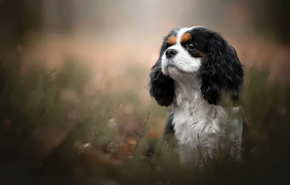 Picture portrait, dog, The cavalier king Charles Spaniel