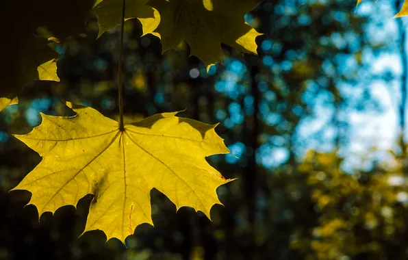 Sheet, The sun, Summer, Maple