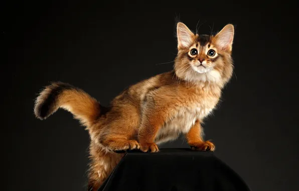 Picture cat, look, pose, the dark background, muzzle, red, kitty, stand