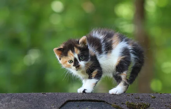 Cat, look, pose, kitty, baby, face, green background, bokeh