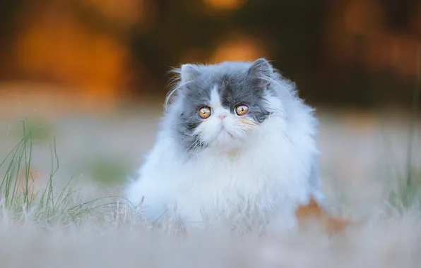 Cat, cat, look, light, nature, pose, kitty, glade