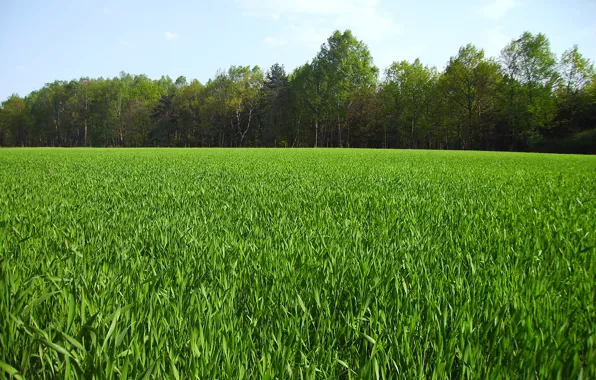 Picture greens, field, summer, grass, nature, green, summer, grass