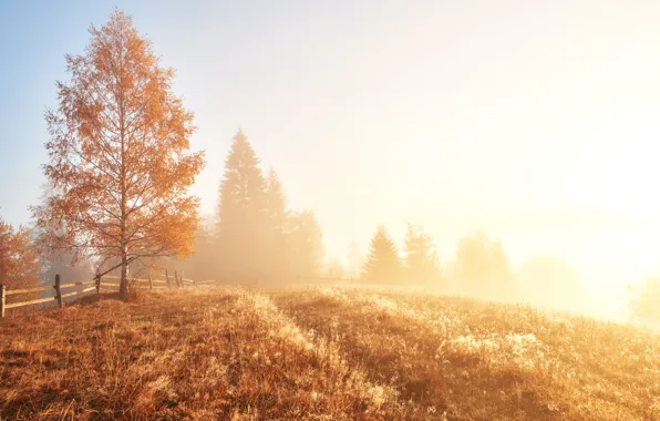 Field, autumn, forest, grass, light, fog, morning, ate