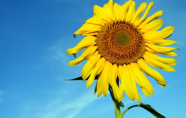 Picture the sky, the sun, yellow, blue, sunflower, closeup