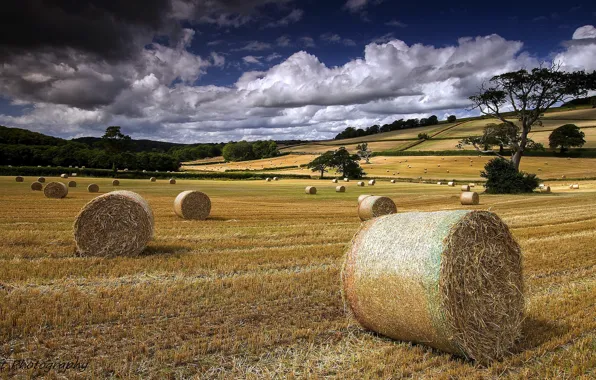 Picture field, summer, landscape, hay