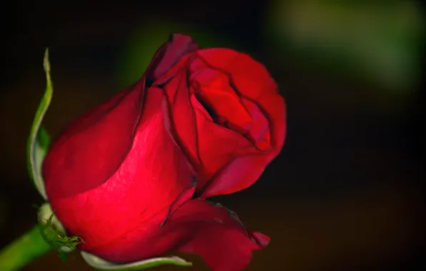 Wallpaper nature, background, roses, petals, buds