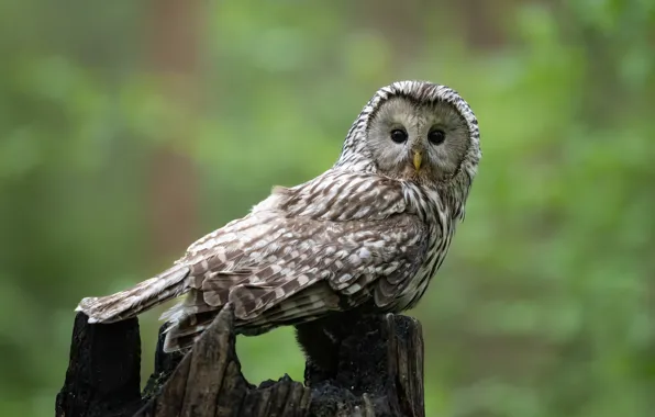 Look, owl, bird, stump, green background, bokeh, owl