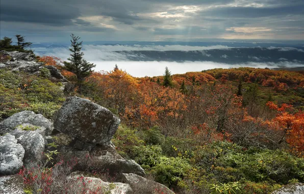 Autumn, forest, the sky, clouds, trees, mountains, fog, stones