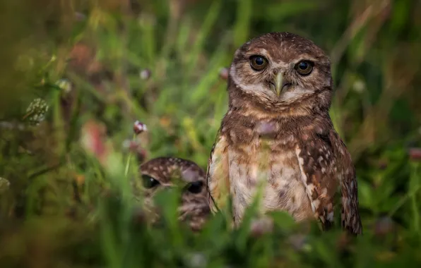 Grass, birds, nature, owl, bird, pair, owls, a couple