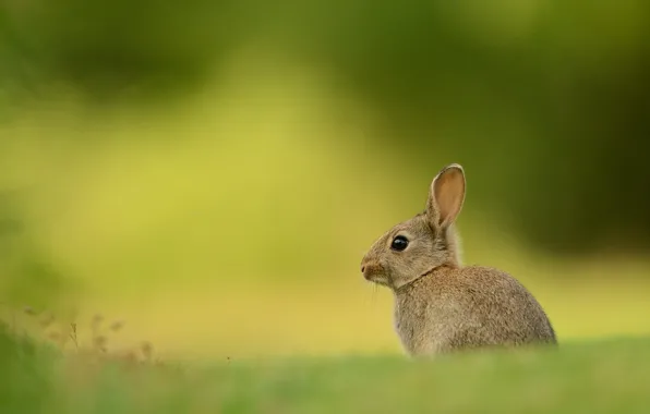 Grass, look, nature, grey, glade, hare, rabbit, muzzle