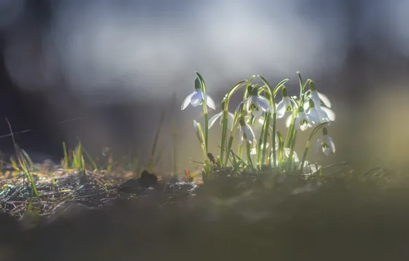Light, flowers, nature, glade, spring, snowdrops