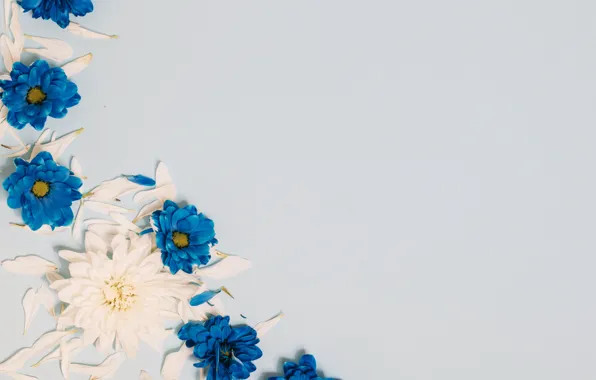 Picture flowers, petals, white, wood, blue, flowers, decor