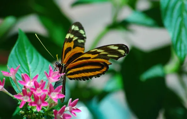 Flower, macro, wings, Butterfly, beautiful, closeup, butterfly on a flower