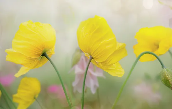 Flowers, nature, background
