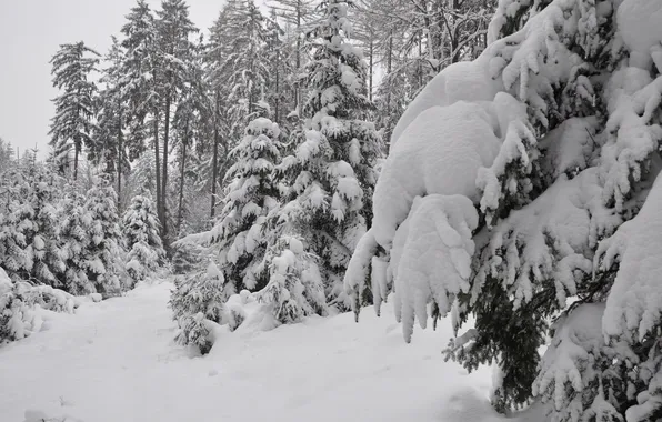 Winter, forest, snow, trees, spruce, coniferous