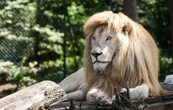 Picture cat, stay, mane, white lion