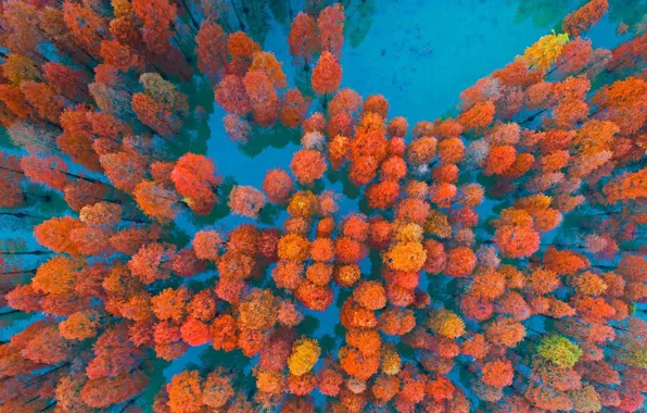 Picture autumn, trees, China, Zimaling Park, Zhongshan