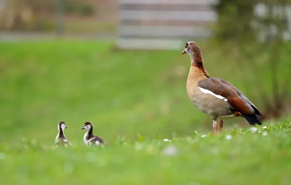 Glade, mom, Chicks, goose, geese, kids, the goslings, goose