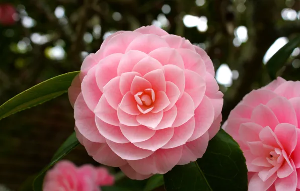 Macro, pink, Camellia