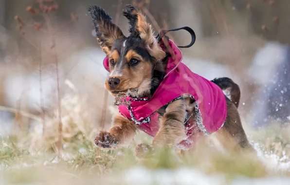 Picture dog, walk, doggie, the jacket, Cocker Spaniel