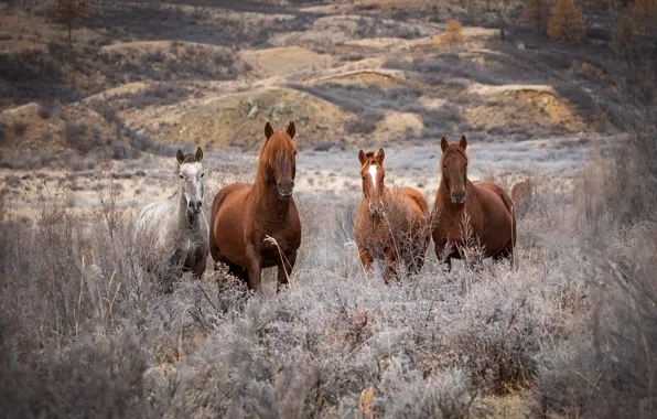 Field, mountains, horses, horse, Quartet