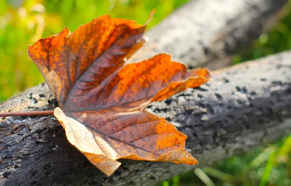 Autumn, leaf, fall, withered