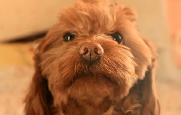 Face, nose, Terrier