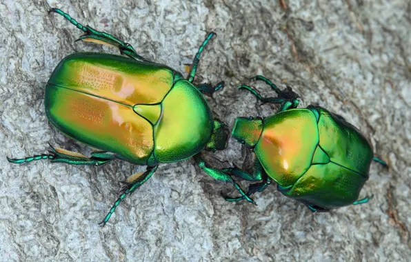 Picture macro, green, beetle, pair, brantovka, Wallpaper from lolita777